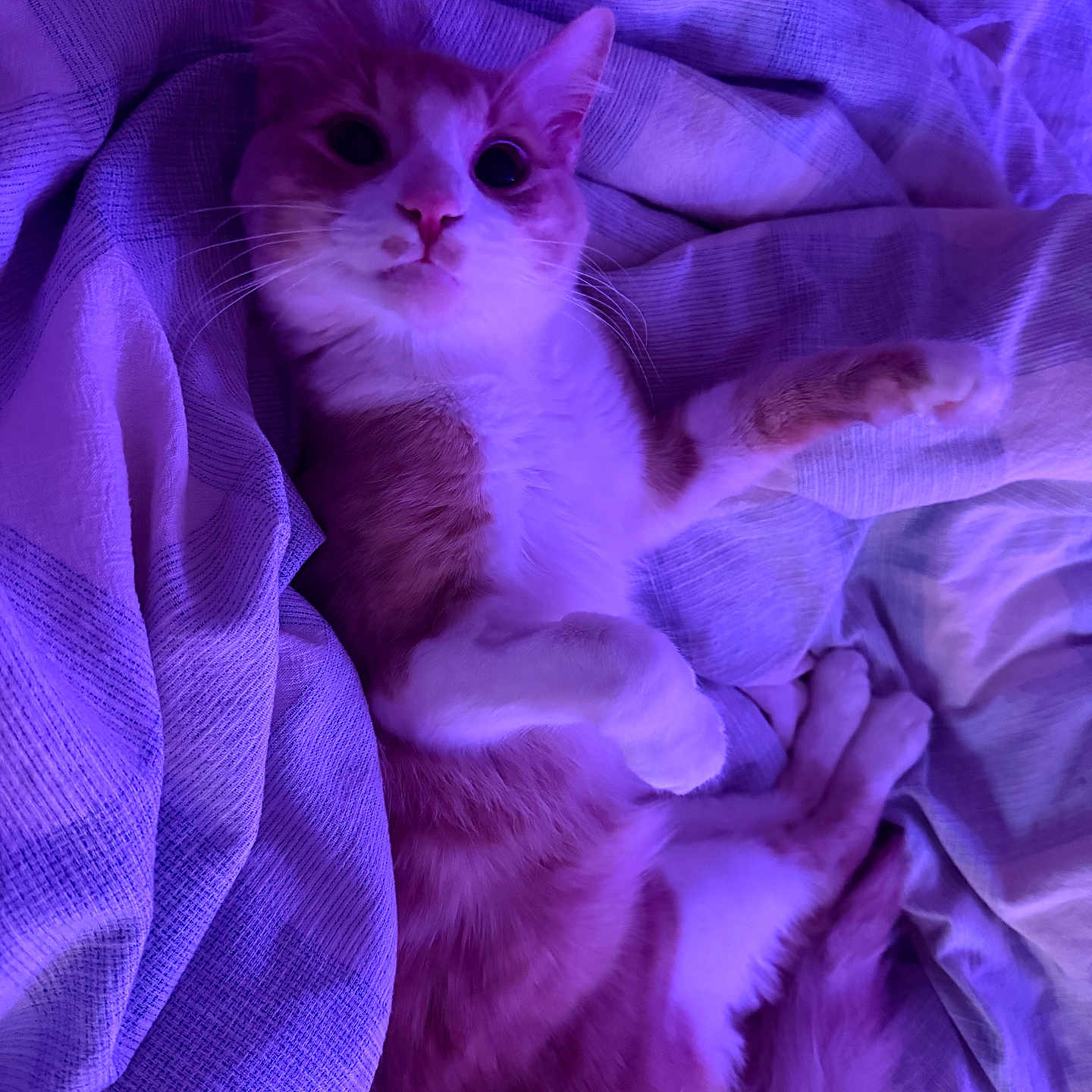 Gizmo