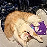 Gizmo is registered to the contest to win money with this photo: bed, blanket, cat, cozy, cushion, fur, ginger_cat, indoor, lying_down, paws, pet, playful, portrait, purple_toy, relaxed, sleeping, stuffed_toy, upside_down, whiskers, white_cat
