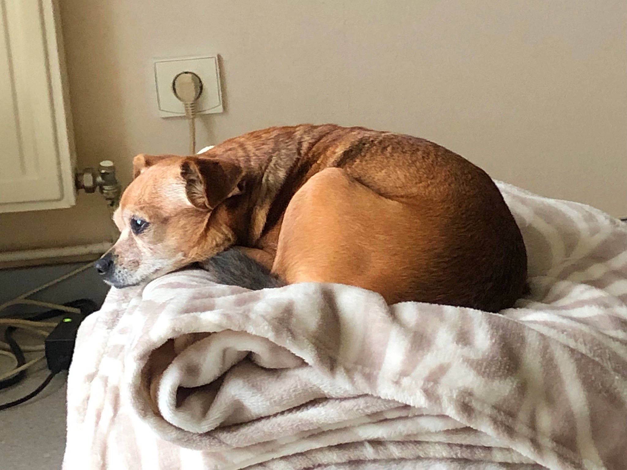 Dune participe au concours pour gagner de l'argent avec cette photo : bed, bedding, carnivore, comfort, companion_dog, dog, dog_breed, dog_supply, door, fawn, flooring, light_switch, linens, pet_supply, snout, sporting_group, tail, whiskers, wood, working_animal