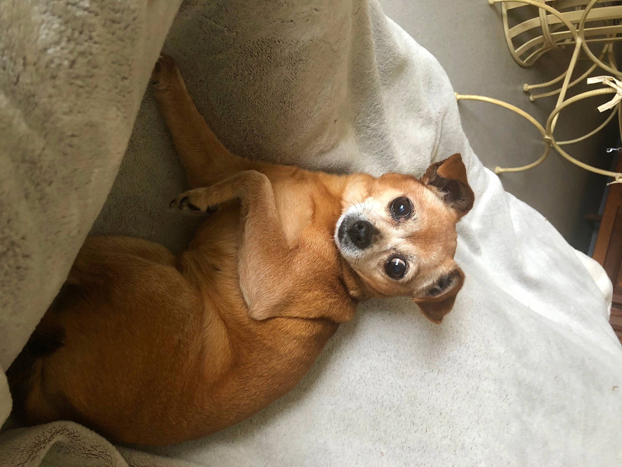 Dune a rejoint le concours — aidez-le/la à gagner de superbes lots ! bed, carnivore, clock, comfort, companion_dog, dog, dog_bed, dog_breed, dog_supply, ear, fawn, fur, linens, paw, puppy, sporting_group, toy_dog, whiskers, wood, working_animal