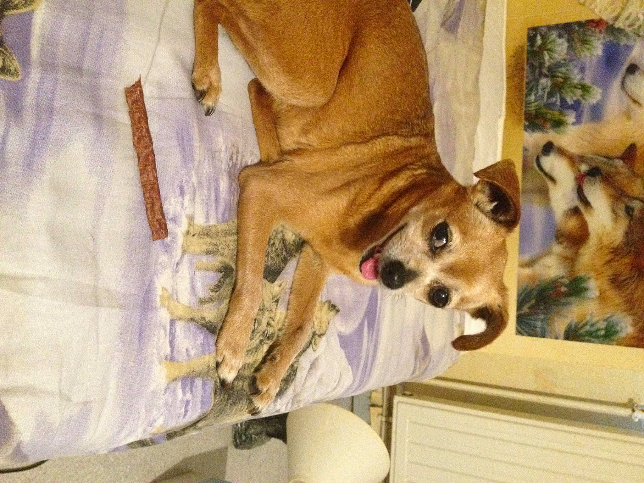 Dune a rejoint le concours — aidez-le/la à gagner de superbes lots ! ancient_dog_breeds, art, canidae, carnivore, comfort, companion_dog, couch, dog, dog_breed, dog_supply, fawn, fur, linens, non_sporting_group, picture_frame, room, sporting_group, toy_dog, wood, working_animal