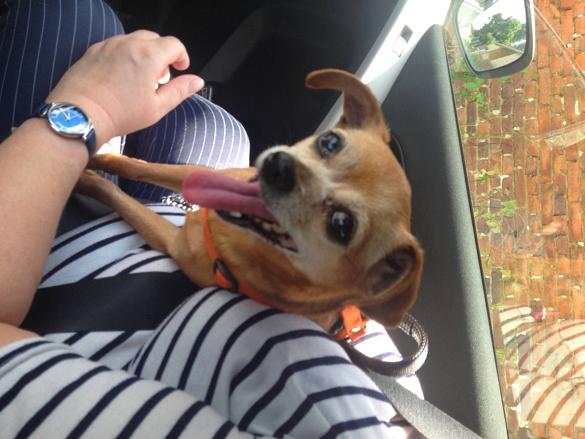 Dune a rejoint le concours — aidez-le/la à gagner de superbes lots ! canidae, carnivore, clock, comfort, companion_dog, dog, dog_breed, dog_supply, eyewear, fawn, fur, gesture, pomeranian, smile, snout, spitz, sporting_group, toy_dog, watch, wrist