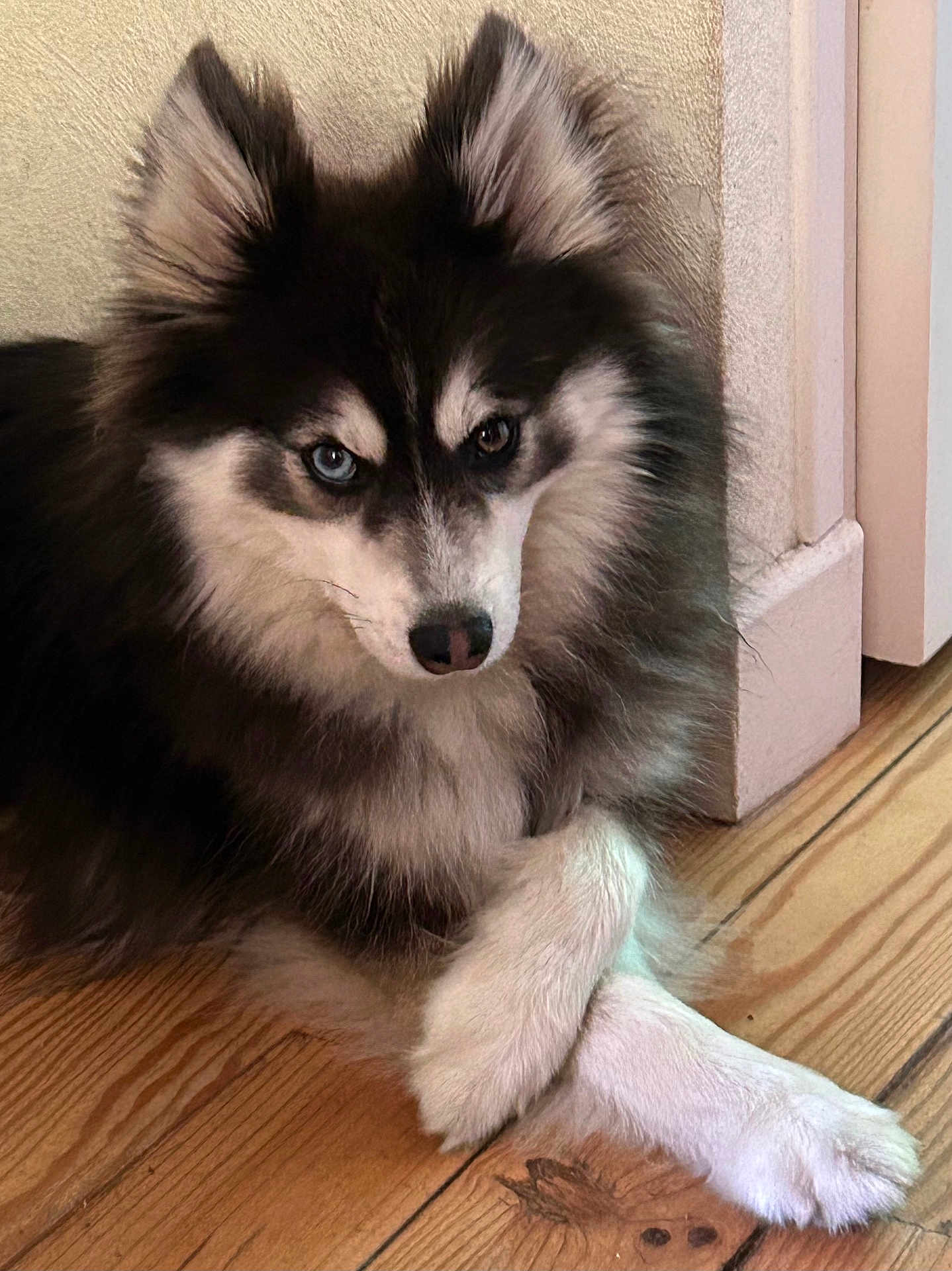 Cosmo