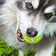 Cosmo participe au concours pour gagner de l'argent avec cette photo : active, animal, blue_eye, brown_eye, canine, close_up, dog, fur, grass, husky, mouth, nature, nose, outdoor, pet, playful, teeth, tennis_ball, whiskers, young_dog