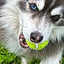 active, animal, blue_eye, brown_eye, canine, close_up, dog, fur, grass, husky, mouth, nature, nose, outdoor, pet, playful, teeth, tennis_ball, whiskers, young_dog