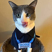 Figaro is registered to the contest to win money with this photo: cat, animal, pet, costume, security, badge, cat_tree, fur, whiskers, ears, tongue, cute, indoor, portrait, looking_at_camera, gray_and_white, collar, soft_texture, playful, funny