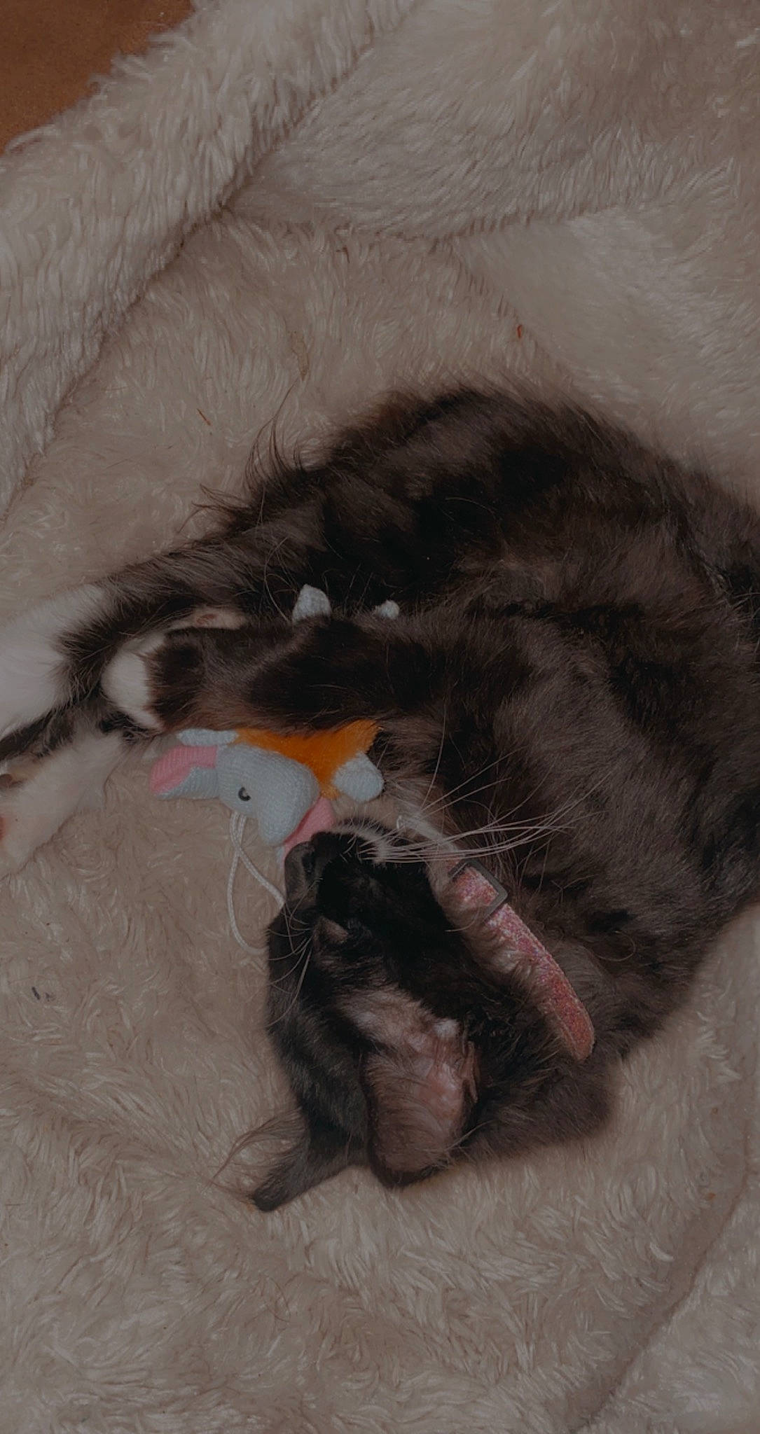 Luna Girl joined the competition — help win amazing prizes! art, canidae, carnivore, cat, cat_toy, claw, comfort, dog_breed, fawn, felidae, flooring, fur, painting, paw, small_to_medium_sized_cats, snout, sporting_group, tail, visual_arts, whiskers