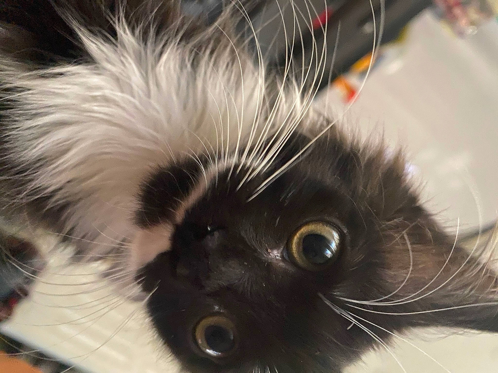 Luna Girl is registered to the contest to win money with this photo: black_cat, carnivore, cat, claw, domestic_short_haired_cat, ear, eye, eyelash, felidae, fur, hair, head, iris, small_to_medium_sized_cats, snout, whiskers