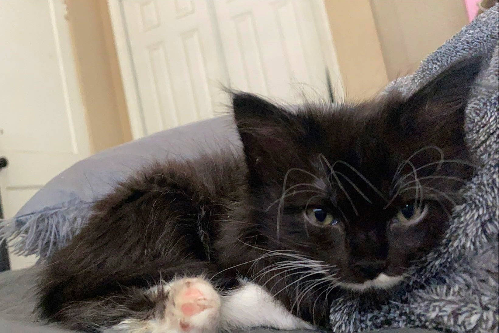 Luna Girl is registered to the contest to win money with this photo: black_cat, box, carnivore, cat, cat_supply, claw, comfort, domestic_short_haired_cat, felidae, fur, grey, paw, small_to_medium_sized_cats, snout, tail, whiskers, window