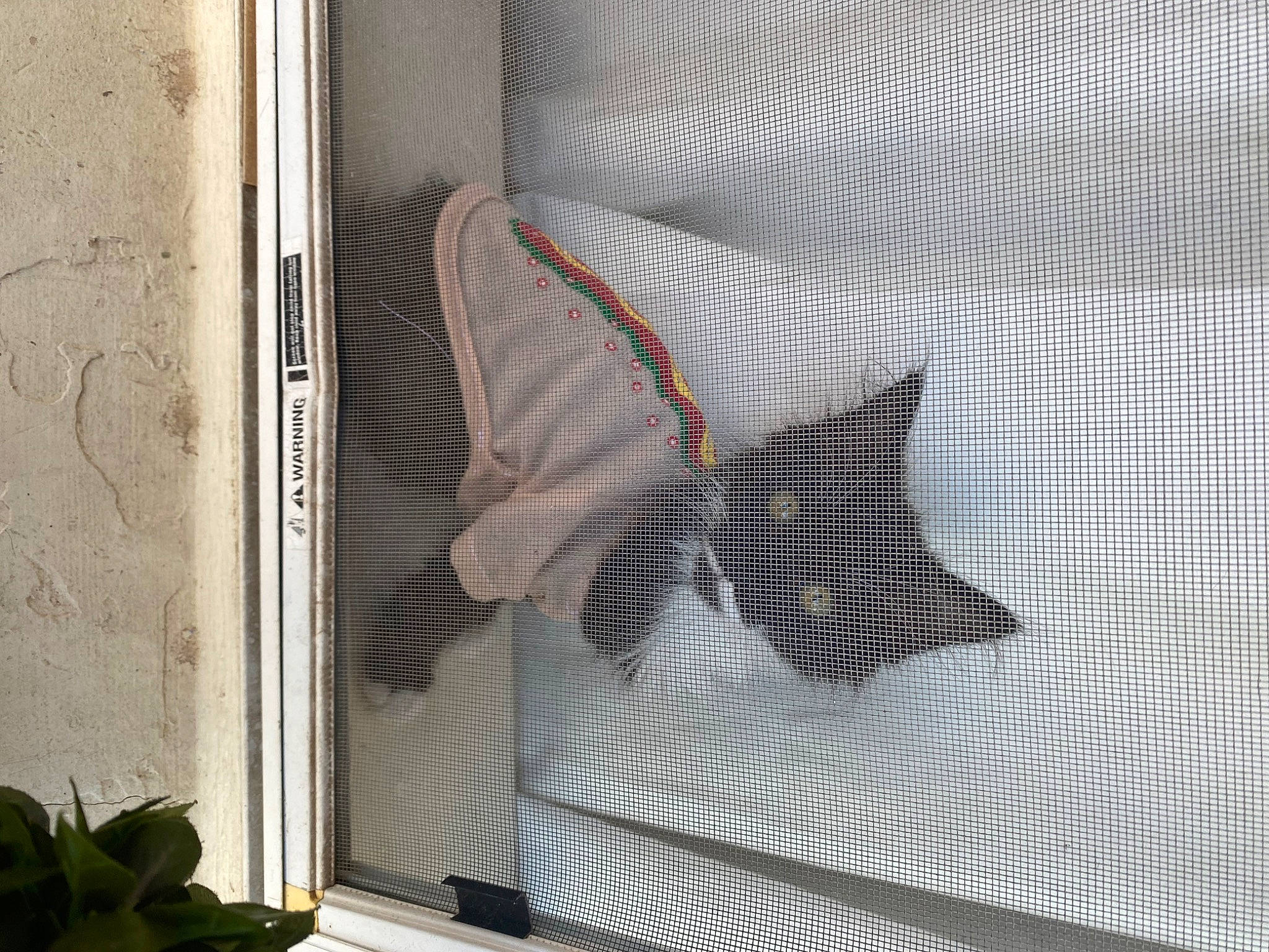 Luna Girl joined the competition — help win amazing prizes! animal_shelter, cage, carnivore, cat, comfort, felidae, grey, houseplant, line, linens, mesh, pattern, pet_supply, plant, small_to_medium_sized_cats, tail, whiskers, window, window_covering, window_treatment