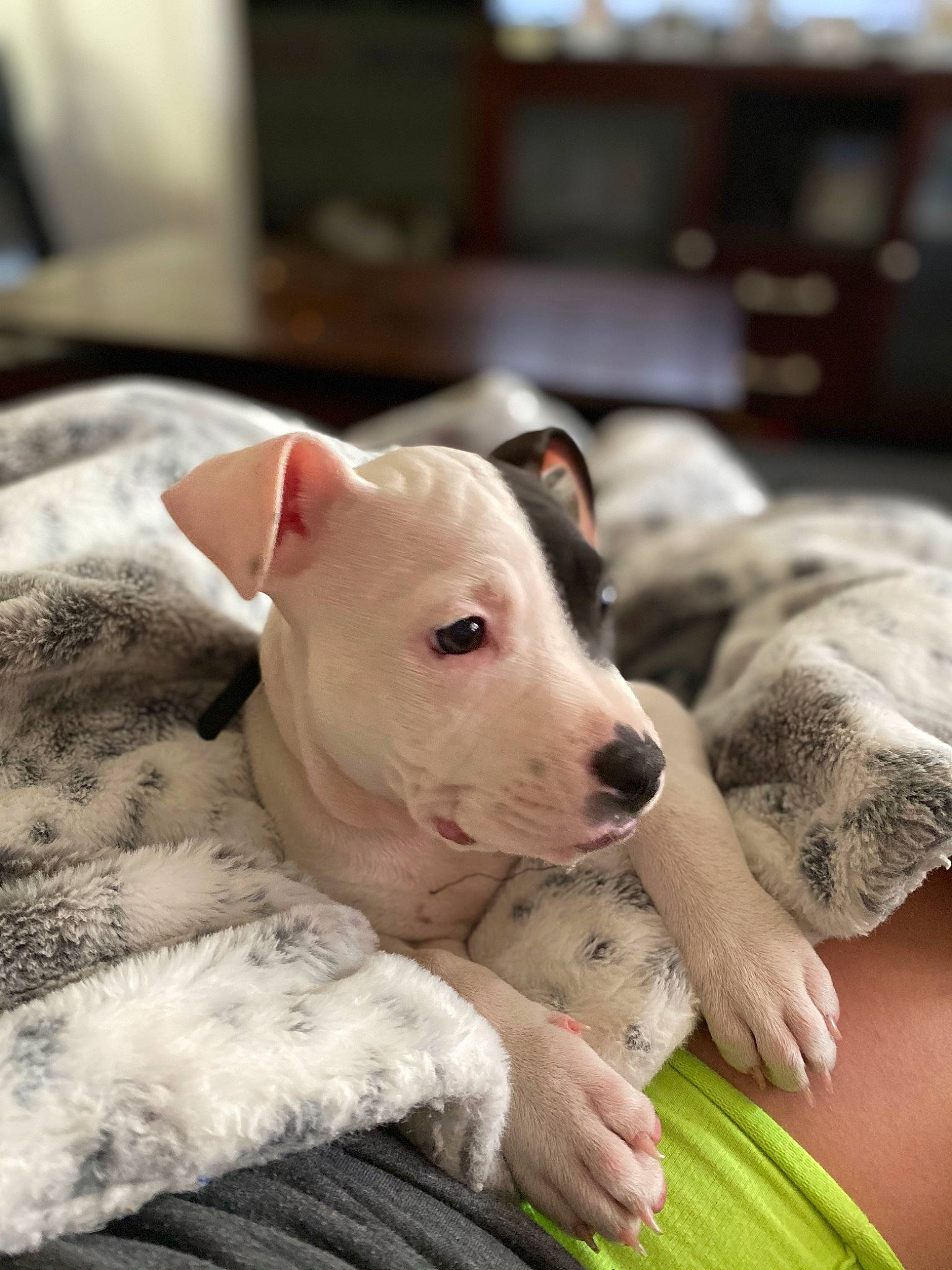 Khole is registered to the contest to win money with this photo: bull_terrier, canidae, carnivore, comfort, companion_dog, dog, dog_breed, dogo_argentino, dogo_guatemalteco, fur, non_sporting_group, pet_supply, skin, snout, sporting_group, terrier, working_animal, working_dog