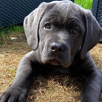 Rubis a rejoint le concours — aidez-le/la à gagner de superbes lots ! ancient_dog_breeds, bandog, cane_corso, canidae, carnivore, companion_dog, dog, dog_breed, fawn, grass, guard_dog, labrador_retriever, mammal, neapolitan_mastiff, puppy, retriever, snout, sporting_group, vertebrate