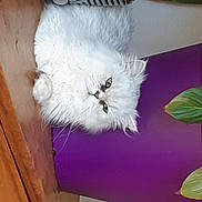 Kinder a rejoint le concours — aidez-le/la à gagner de superbes lots ! canidae, carnivore, cat, domestic_long_haired_cat, felidae, fur, persian, small_to_medium_sized_cats, tail
