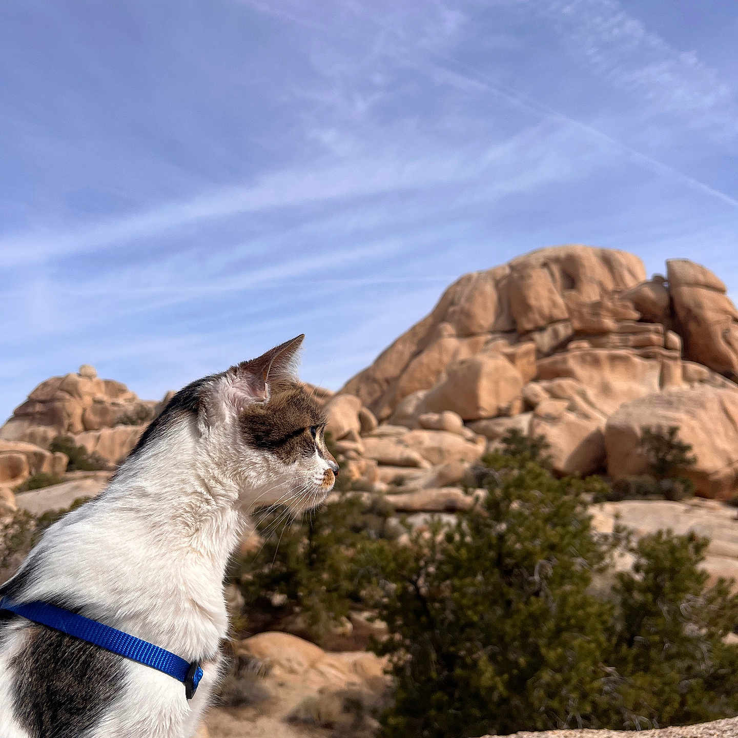 Sushi is registered to the contest to win money with this photo: adventure, animal, blue_harness, calm, cat, daylight, desert, fur, landscape, mammal, nature, outdoor, pet, profile, rock, scenery, sky, tree, whiskers, wildlife