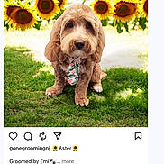 Aster is registered to the contest to win money with this photo: dog, tie, sunflowers, grass, outdoor, pet, cute, fluffy, brown_fur, portrait, nature, summer, animal, garden, greenery, sitting, bright, colorful, tie_wearing, friendly