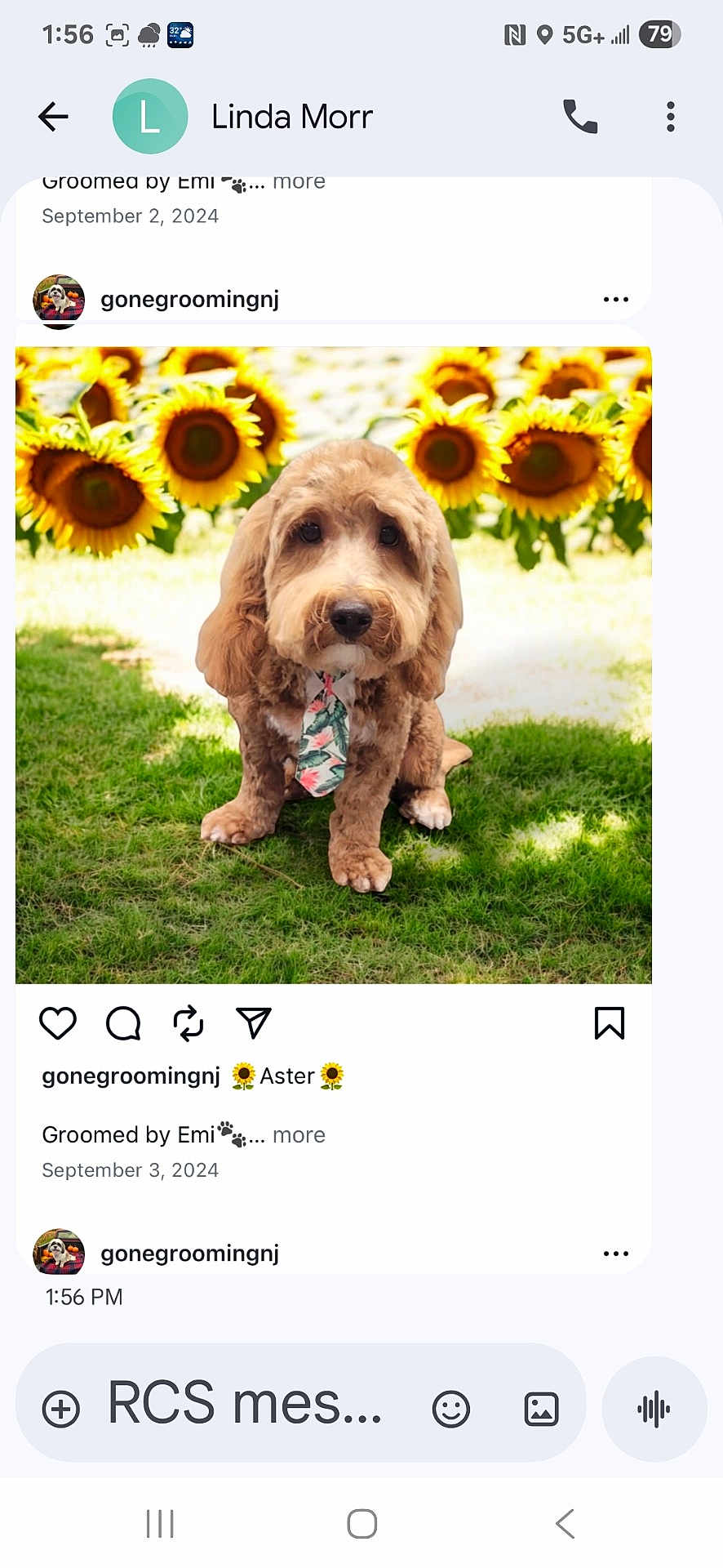 Aster is registered to the contest to win money with this photo: dog, tie, sunflowers, grass, outdoor, pet, cute, fluffy, brown_fur, portrait, nature, summer, animal, garden, greenery, sitting, bright, colorful, tie_wearing, friendly