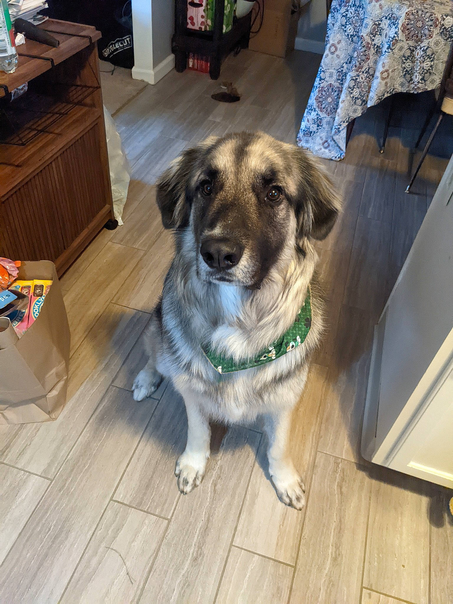 Archie is registered to the contest to win money with this photo: cabinetry, carnivore, collar, companion_dog, dog, dog_breed, dog_collar, fawn, floor, flooring, fur, hardwood, laminate_flooring, leash, plank, snout, varnish, wood, wood_flooring, wood_stain