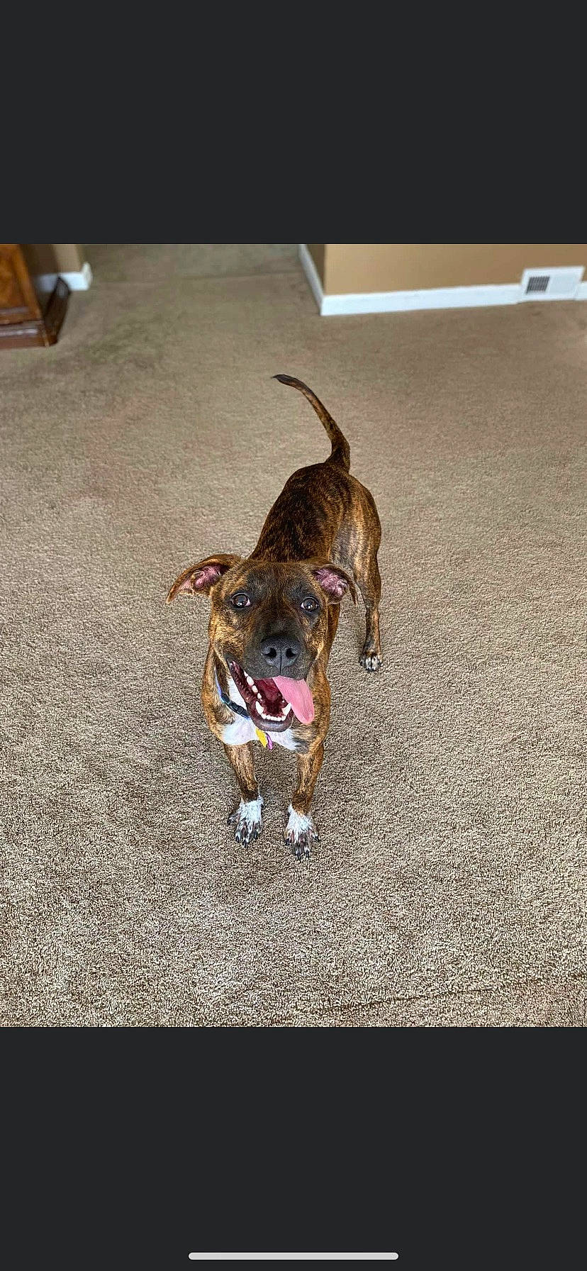 Venice joined the competition — help win amazing prizes! asphalt, canidae, carnivore, collar, companion_dog, dog, dog_breed, dog_collar, dog_supply, fawn, flooring, leash, paw, pet_supply, road_surface, snout, sporting_group, tail, working_animal, working_dog