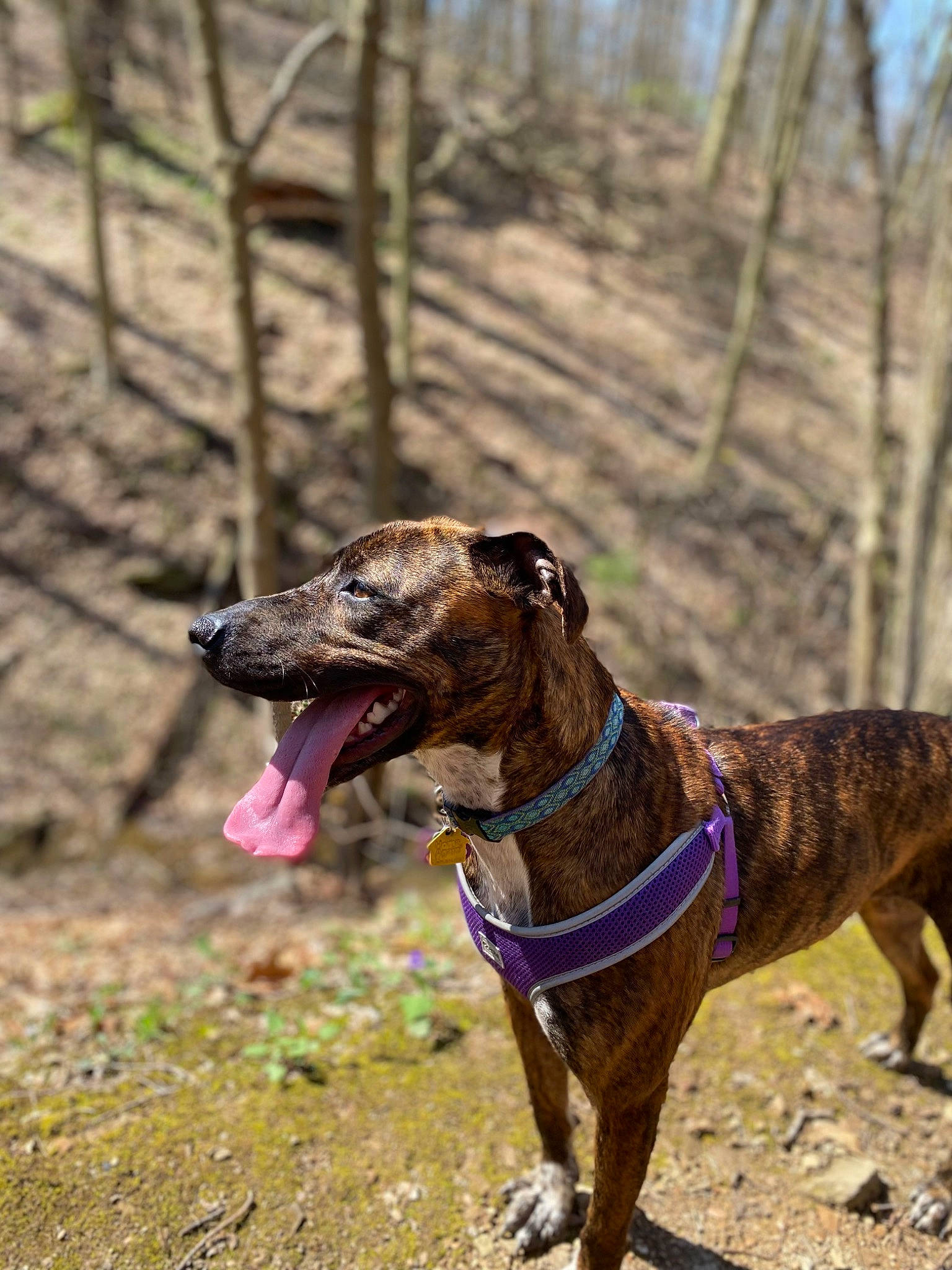 Venice is registered to the contest to win money with this photo: adventure, canidae, carnivore, collar, dog, dog_breed, dog_collar, dog_hiking, dog_supply, fashion_accessory, fawn, leash, liver, pet_supply, snout, sporting_group, terrestrial_animal, tree, wildlife, working_animal