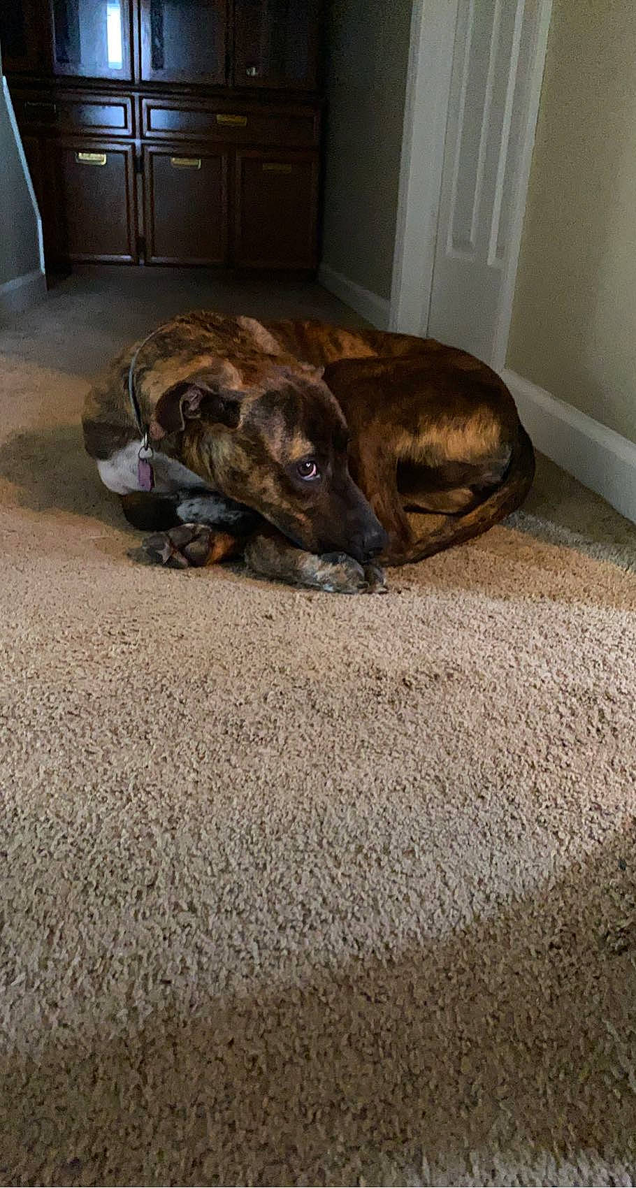 Venice is registered to the contest to win money with this photo: carnivore, carpet, comfort, companion_dog, dog, dog_breed, door, fawn, floor, flooring, fur, grey, hardwood, liver, room, snout, terrestrial_animal, whiskers, wood, working_animal