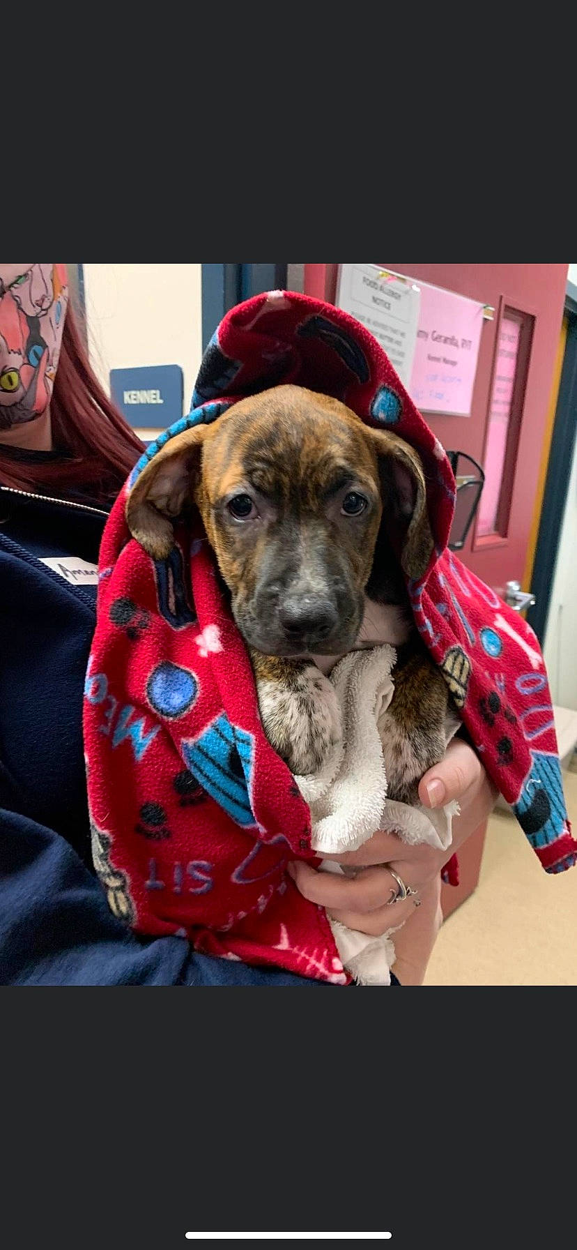 Venice joined the competition — help win amazing prizes! canidae, carnivore, collar, comfort, companion_dog, dog, dog_breed, dog_collar, dog_supply, ear, fawn, fur, guard_dog, hat, liver, pet_supply, snout, sporting_group, street_fashion, working_animal