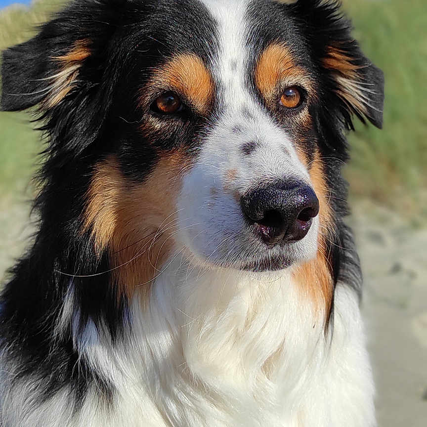 Maya participe au concours pour gagner de l'argent avec cette photo : alert, animal, beach, canine, closeup, daytime, dog, ears, fluffy, fur, nature, nose, outdoor, portrait, quiet, sand, sky, sunlight, tricolor, whiskers
