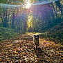 animal, autumn, canine, daylight, dog, fall, fluffy, forest, happy, joyful, leaves, nature, outdoor, path, running, scenery, sunlight, sunrays, trail, trees