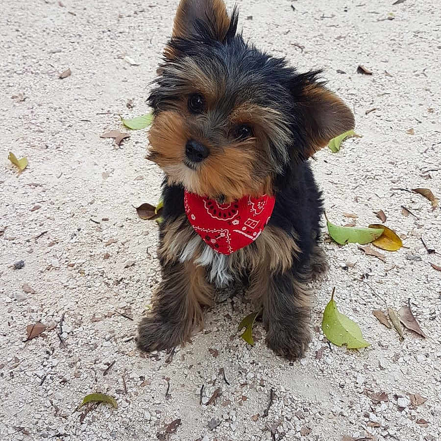 Nala