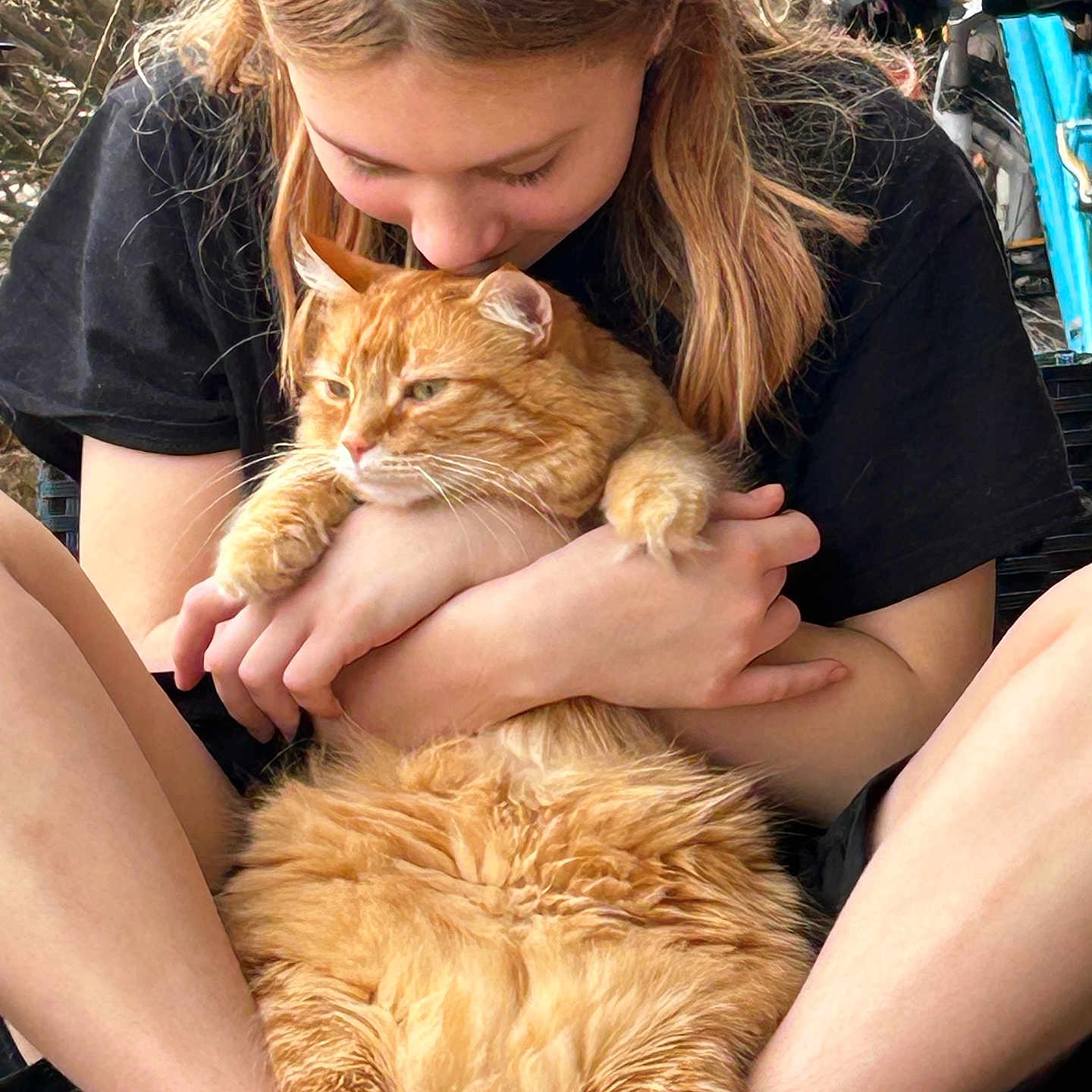 Milo is registered to the contest to win money with this photo: affection, animal, black_shirt, casual_clothing, cat, close_up, cute, fluffy, hands, hugging, human, legs, love, nature, orange_cat, outdoor, person, pet, relaxed, warm_lighting