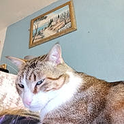 Tahiti participe au concours pour gagner de l'argent avec cette photo : cat, tabby_cat, indoor, pet, animal, feline, close_up, resting, wall, painting, blue_wall, fur, whiskers, ear, nose, portrait, cozy, home, domestic, cute