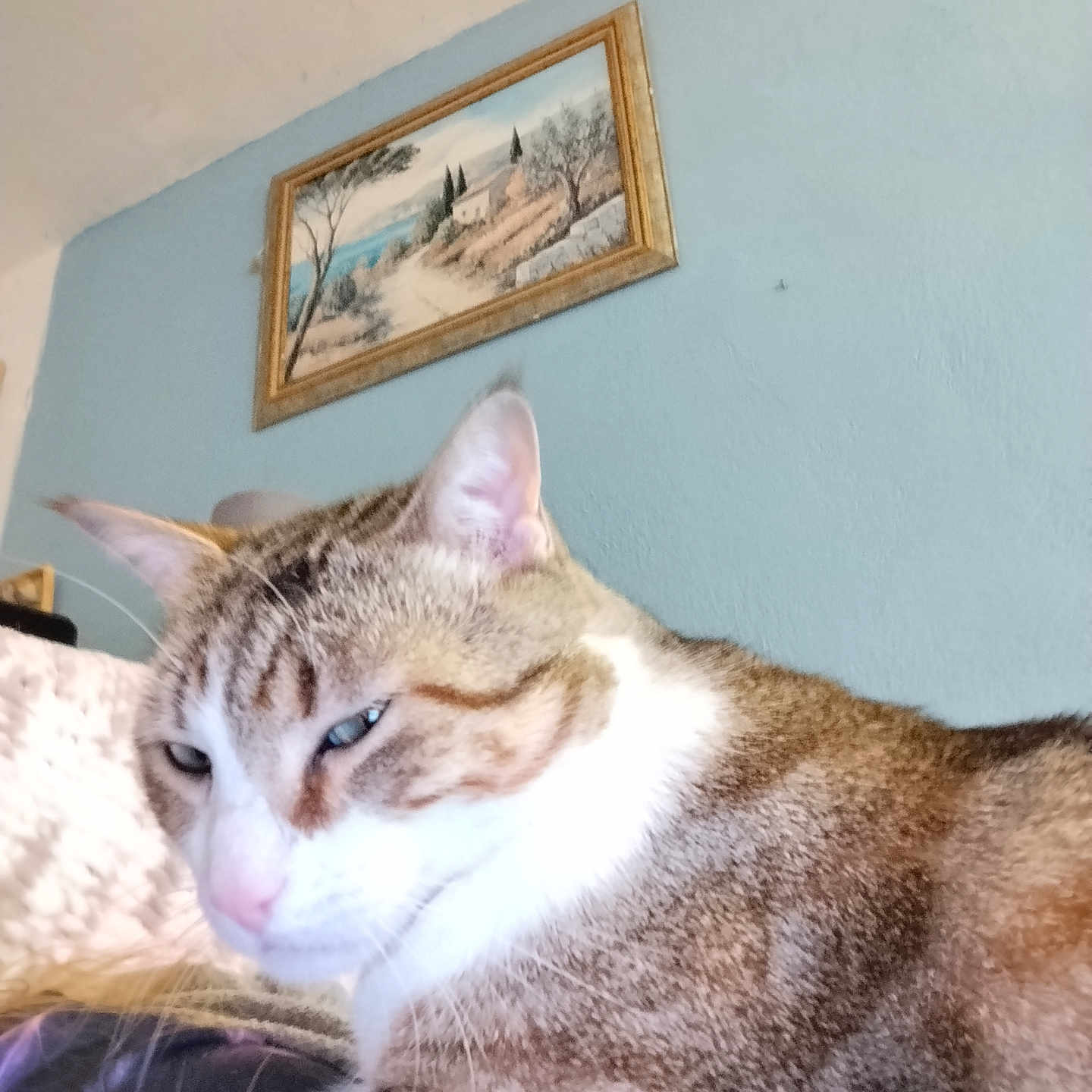 Tahiti participe au concours pour gagner de l'argent avec cette photo : animal, blue_wall, cat, close_up, cozy, cute, domestic, ear, feline, fur, home, indoor, nose, painting, pet, portrait, resting, tabby_cat, wall, whiskers