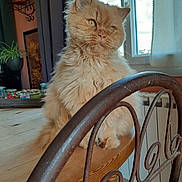 Kirkidou a rejoint le concours — aidez-le/la à gagner de superbes lots ! cat, orange_cat, fluffy, table, wooden_table, chair, iron_chair, window, curtain, plant, indoor, pet, feline, home, cozy, natural_light, decor, fur, looking, domestic_animal