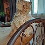 cat, orange_cat, fluffy, table, wooden_table, chair, iron_chair, window, curtain, plant, indoor, pet, feline, home, cozy, natural_light, decor, fur, looking, domestic_animal