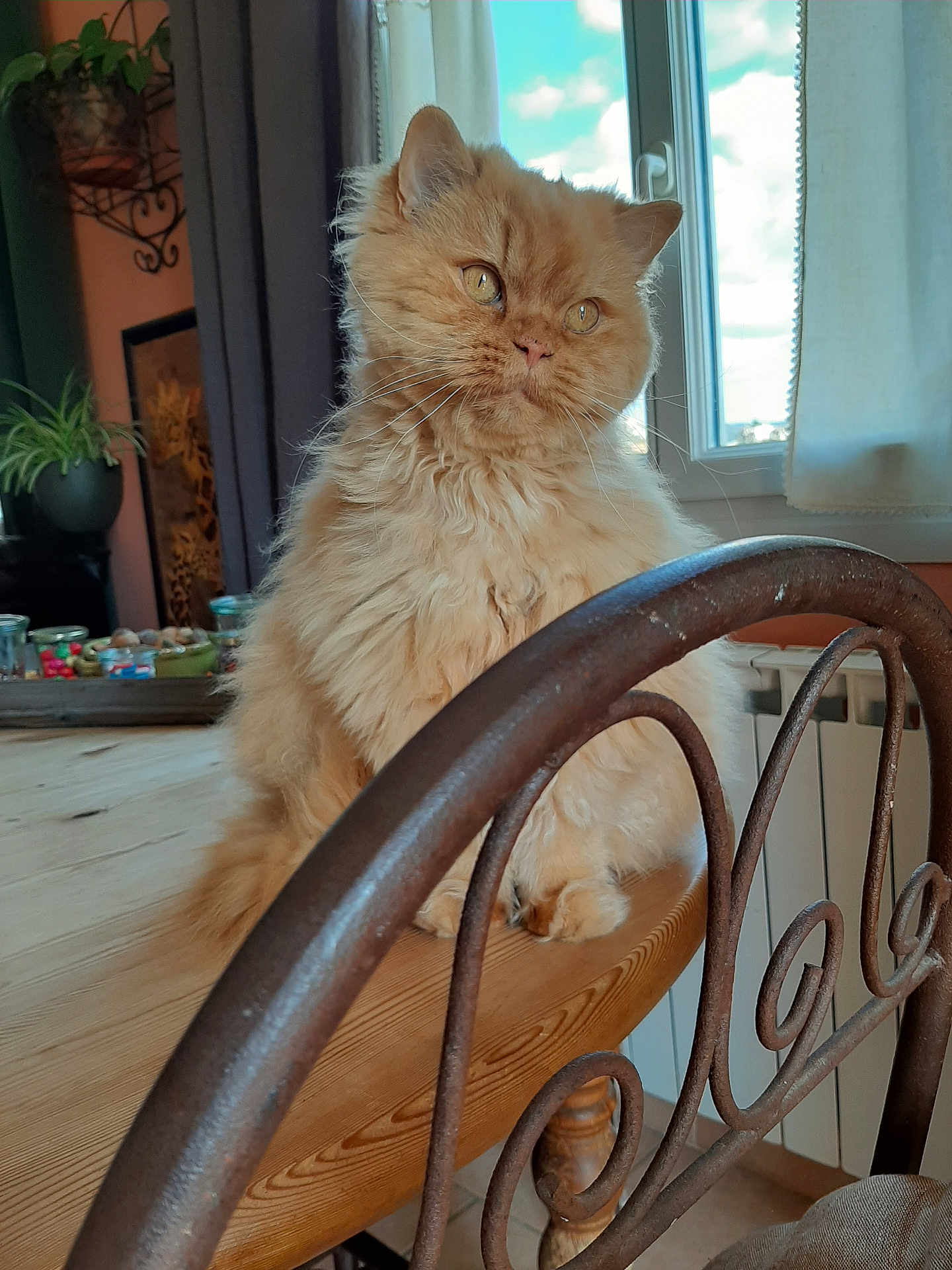 Kirkidou a rejoint le concours — aidez-le/la à gagner de superbes lots ! cat, orange_cat, fluffy, table, wooden_table, chair, iron_chair, window, curtain, plant, indoor, pet, feline, home, cozy, natural_light, decor, fur, looking, domestic_animal