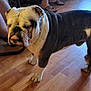 Cindy Enriquez joined the competition — help win amazing prizes! animal, black, brown, bulldog, companion, cute, dog, domestic, expression, floor, indoors, legs, paws, pet, sandals, standing, tongue, white, wooden_floor, wrinkles