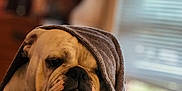 Cindy Enriquez joined the competition — help win amazing prizes! animal, blanket, bulldog, comfort, cozy, cute, dog, face, fur, furniture, home, indoors, lamp, pet, portrait, relaxed, resting, sleepy, window, wrapped