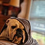 animal, blanket, bulldog, comfort, cozy, cute, dog, face, fur, furniture, home, indoors, lamp, pet, portrait, relaxed, resting, sleepy, window, wrapped