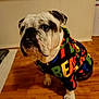 Cindy Enriquez joined the competition — help win amazing prizes! animal, apparel, bulldog, clothing, colorful, companion, cute, dog, domestic_animal, friendly, hoodie, indoor, looking_away, mammal, pet, portrait, short_hair, standing, wearing, wooden_floor