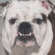 Cindy Enriquez joined the competition — help win amazing prizes! animal, black, brown, bulldog, canine, closeup, dog, ears, eyes, face, floor, indoor, nose, paw, pet, portrait, tile, underbite, white, wrinkles