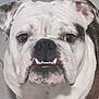 animal, black, brown, bulldog, canine, closeup, dog, ears, eyes, face, floor, indoor, nose, paw, pet, portrait, tile, underbite, white, wrinkles