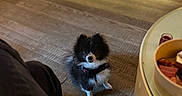 Raider is registered to the contest to win money with this photo: dog, pomeranian, pet, indoor, wooden_floor, table, bowl, snacks, cabinet, lighting, black_and_white, fur, small_dog, curious, seated, cozy, warm_light, flooring, household, waiting