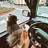 Raider joined the competition — help win amazing prizes! dog, car, steering_wheel, cup, milk_bone, treat, person, lap, window, street, building, palm_tree, dashboard, hand, shorts, seat, road, side_mirror, outdoor, pet