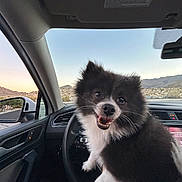 Raider is registered to the contest to win money with this photo: dog, car_interior, steering_wheel, mountains, desert, window, side_mirror, sky, sunset, pet, happy, fur, black_and_white, dashboard, vehicle, road, nature, outdoor, canine, travel