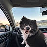 dog, car_interior, steering_wheel, mountains, desert, window, side_mirror, sky, sunset, pet, happy, fur, black_and_white, dashboard, vehicle, road, nature, outdoor, canine, travel