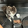 Raider is registered to the contest to win money with this photo: dog, small_dog, fluffy, black_and_white, food_container, dog_food, leash, pet, cute, animal, indoor, floor, cup, waiting, looking_up, domestic_animal, companion, close_up, young_dog, furry
