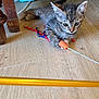 animal, cat, claws, curious, cute, ears, feline, floor, focus, indoor, kitten, pet, playful, small, striped, tabby_cat, toy, whiskers, wooden_floor, young_cat