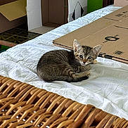Avril a rejoint le concours — aidez-le/la à gagner de superbes lots ! animal, bed, cardboard_box, cat, cozy, curious, cute, fur, green_wall, household, indoor, kitten, pet, playful, resting, small, tabby, white_sheet, wicker_basket, young