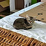 animal, bed, cardboard_box, cat, cozy, curious, cute, fur, green_wall, household, indoor, kitten, pet, playful, resting, small, tabby, white_sheet, wicker_basket, young