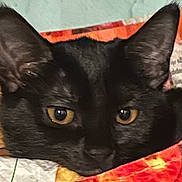 Star joined the competition — help win amazing prizes! black_cat, cat, pet, animal, face, eyes, ears, quilt, blanket, fabric, indoor, close_up, feline, fur, resting, cozy, looking, yellow_eyes, cute, domestic_animal