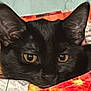 black_cat, cat, pet, animal, face, eyes, ears, quilt, blanket, fabric, indoor, close_up, feline, fur, resting, cozy, looking, yellow_eyes, cute, domestic_animal